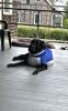 PICTURES/Port Ordford Lifeboat Station Museum/t_Dog.jpg